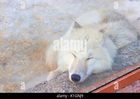 Carino il lupo bianco dormire in zoo Foto Stock