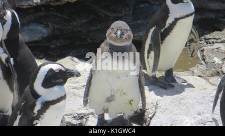 Un africano simpatiche pinguino pulcino su una spiaggia in Sud Africa Foto Stock