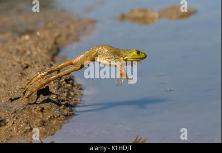 American bullfrog (Lithobates catesbeianus) saltare in una foresta lago, Ames, Iowa, USA Foto Stock
