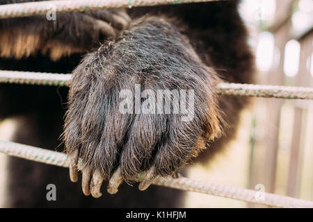 Zampa dell Unione Eurasian Brown orso russo Ursus arctos Arctos in una gabbia di Zoo. Foto Stock