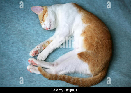 Lo zenzero gatto bianco dormire su un letto Foto Stock