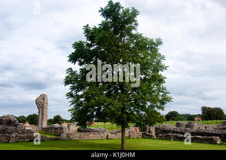 Un albero a Binham Priory, un vecchio xi secolo il monastero e il priorato rovina, nel North Norfolk, Inghilterra, Regno Unito Foto Stock