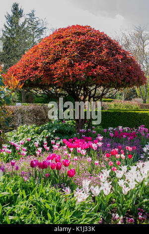 Close-up di con colori vividi i tulipani in primavera in Normandia, Francia Foto Stock