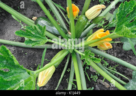 Close-up di zucchine crescente nell'orto Foto Stock