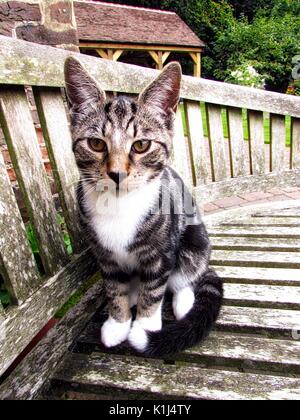 Tabby maschio gatto gattini di età compresa tra i 6 mesi Foto Stock