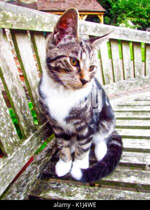 Tabby maschio gatto gattini di età compresa tra i 6 mesi Foto Stock