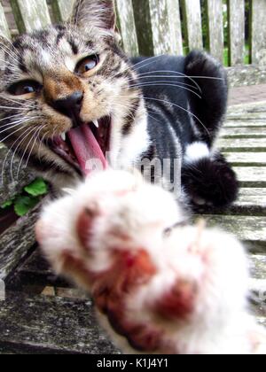 Tabby maschio gatto gattini di età compresa tra i 6 mesi Foto Stock