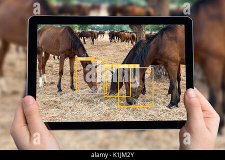 Machine Learning analytics identificare animale , tecnologia di intelligenza artificiale , immagine Concetto di elaborazione. Mano con tablet con software analyti ui Foto Stock