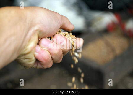 Agricoltore alimentazione manuale il pollo con il mix di foraggio nel cortile. Profondità di campo Foto Stock