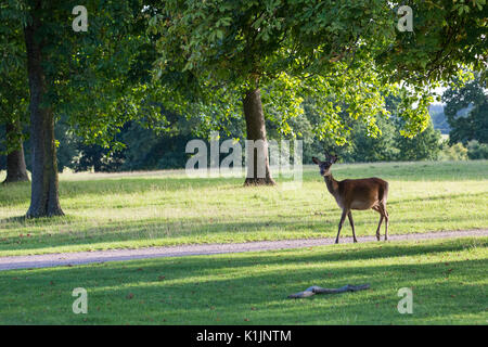 Windsor, Regno Unito. Il 25 agosto, 2017. Una femmina di cervo rosso in Windsor Great Park. Foto Stock