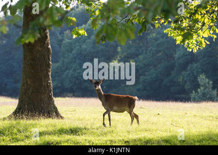 Windsor, Regno Unito. Il 25 agosto, 2017. Una femmina del cervo di sotto un cavallo di castagno in Windsor Great Park. Foto Stock