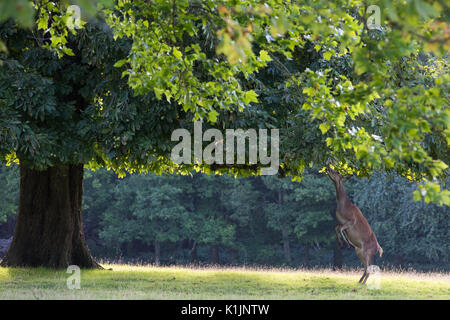 Windsor, Regno Unito. Il 25 agosto, 2017. Una femmina del cervo di feed da un cavallo di castagno in Windsor Great Park. Foto Stock