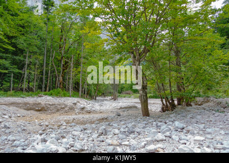 Asciutto alveo di montagna, di boschi e di alberi, pietre Foto Stock