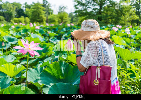Washington DC, Stati Uniti d'America - Luglio 23, 2017: bianco brillante e rosa fiori di loto con donna asiatica di scattare le foto Foto Stock