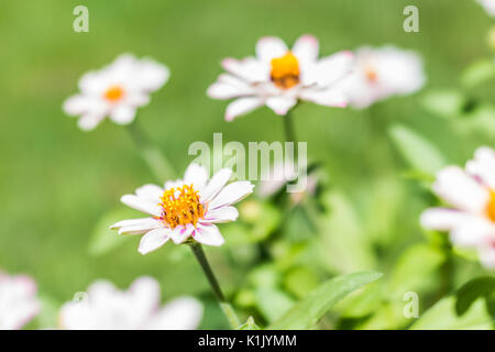 Macro closeup di molti coloratissimi fiori zinnia con luminosi colori rosa Foto Stock