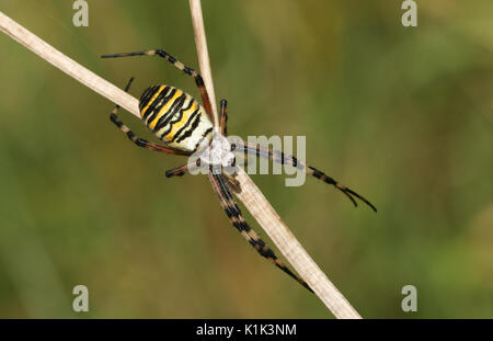 Una bella Wasp Spider (Argiope bruennichi). Foto Stock