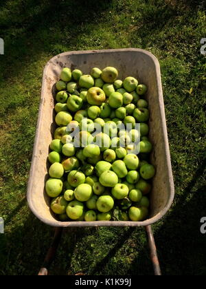 AJAXNETPHOTO. SOUTHAMPTON, Inghilterra. - Il raccolto del prodotto - UN WHELBARROW piena di appena raccolto e caduti per la cottura delle mele. Foto:JONATHAN EASTLAND/AJAX REF:GR151010 5060 Foto Stock