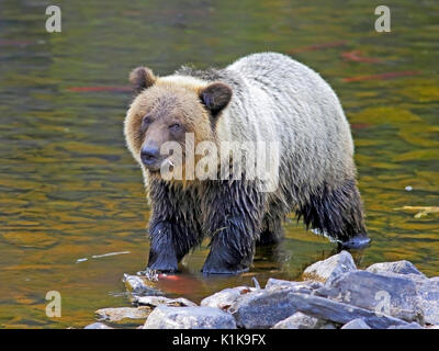 Orso grizzly, due anni, stando in piedi in creek, per la pesca del salmone. Foto Stock