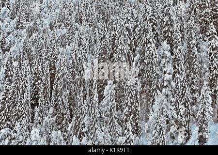 Vista panoramica di un inverno foresta con grandi alberi di abete coperto di neve fresca. Foto Stock