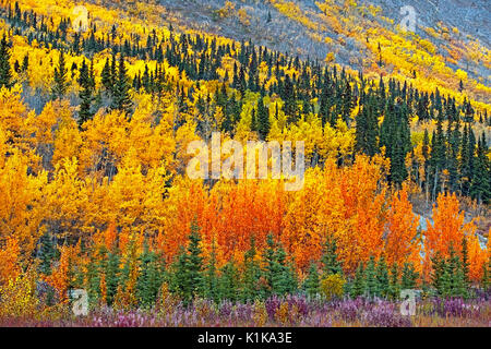Bella tremore Aspen foresta nel primo autunno colori, lungo Alaska autostrada vicino Teslin, Yukon Canada Foto Stock