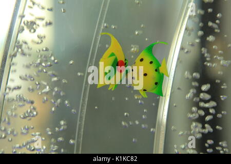 Fancy dei pesci in acquario Foto Stock