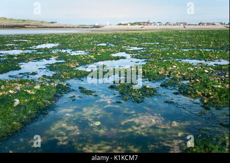 Piscine di roccia e di alghe esposto durante la bassa marea sulla spiaggia di Littlehampton West Sussex, in Inghilterra. Foto Stock
