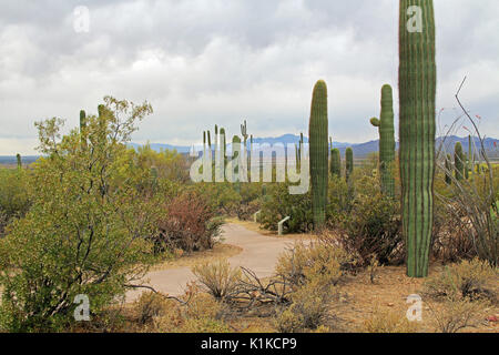 Percorso di avvolgimento nel Parco nazionale del Saguaro con lancia maestosi cactus Saguaro, montagne in distanza e Bianco cielo nuvoloso spazio copia in Tucson, Arizona Foto Stock