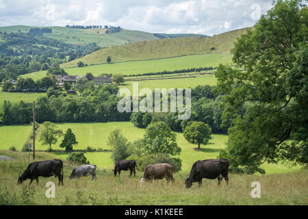 Le mucche mangiano l'erba in un campo a Dovedale nel Derbyshire , in Inghilterra, Regno Unito Foto Stock