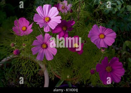 Cosmo rosa fiori in fiore Foto Stock