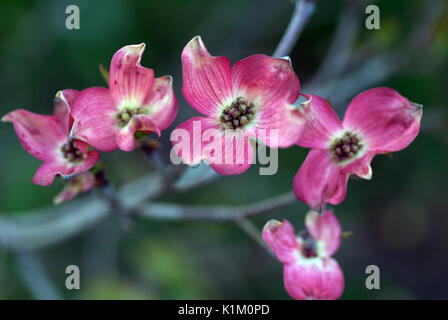 Fioritura sanguinello blossoms wide open Foto Stock