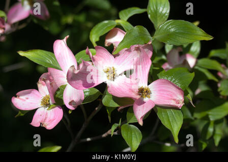 Fioritura sanguinello blossoms wide open Foto Stock