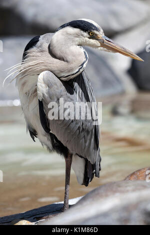 Airone cinerino (Ardea cinerea), in piedi su una gamba sola, Baden-Württemberg, Germania Foto Stock