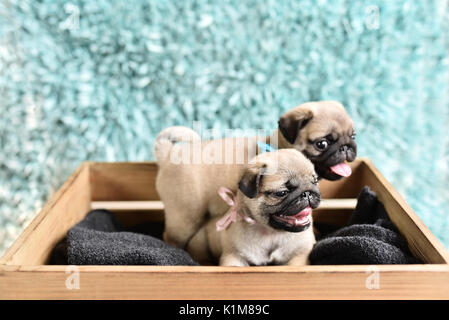 Due lieti pug cuccioli seduti in una scatola. Pugs hanno linguette fuori. Fratello con la sorella. Foto Stock