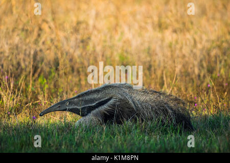 Giant anteater (Myrmecophaga tridactyla), Pantanal, Mato Grosso do Sul, Brasile Foto Stock