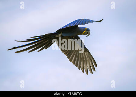 Ara Giacinto (Anodorhynchus hyacinthinus) in volo, Pantanal, Mato Grosso do Sul, Brasile Foto Stock