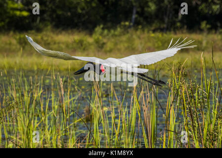 Jabiru Aeroporto (Jabiru Aeroporto mycteria) in volo in una palude Pantanal, Mato Grosso do Sul, Brasile Foto Stock