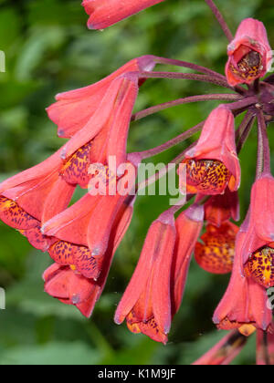 Fiore in Costa Rica Foto Stock