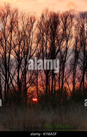 Il tramonto del Peene, parco naturale del fiume Peenetal Flußlandschaft, Meclemburgo-Pomerania, Germania Foto Stock