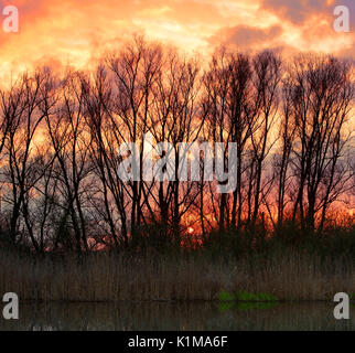 Il tramonto del Peene, parco naturale del fiume Peenetal Flußlandschaft, Meclemburgo-Pomerania, Germania Foto Stock