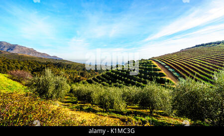 Uliveti e vigneti circondati da montagne lungo la strada Helshoogte tra le città storiche di Stellenbosch e Franschhoek Foto Stock