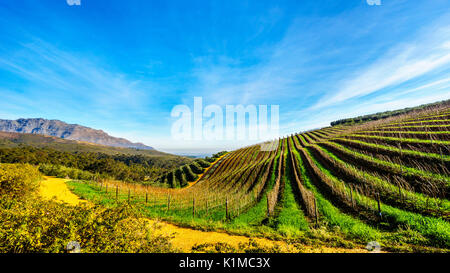 Uliveti e vigneti circondati da montagne lungo la strada Helshoogte tra le città storiche di Stellenbosch e Franschhoek Foto Stock