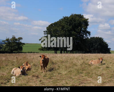 Jersey vacche su fontmell verso il basso Foto Stock