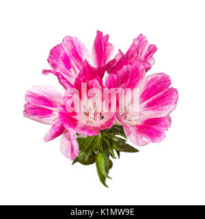 Fiore Godetia isolato. Un ramo di un bel colore rosa e viola e fiori di primavera Foto Stock