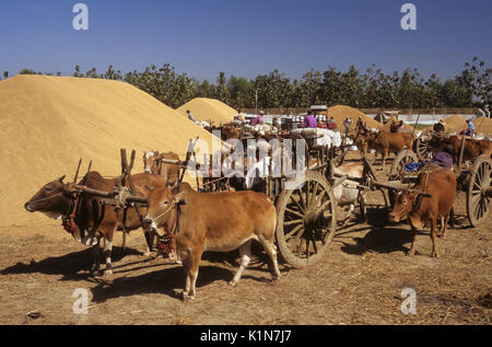 Gli agricoltori portando riso raccolto al governo centrale di raccolta, Birmania (Myanmar) Foto Stock