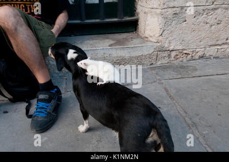 Bianco di equitazione di ratto sul retro di una in bianco e nero un cane in Havana Cuba Foto Stock