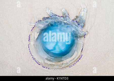 Canna medusa lavato fino alla spiaggia Foto Stock