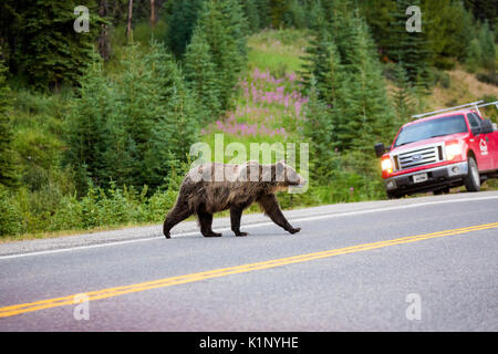 Un orso grizzly incrocia l'autostrada 40 vicino a Highwood passare a Kananaskis Country, Alberta, Canada. Foto Stock