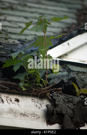 Maple alberelli ed erbacce che crescono di gronda e fori nel tetto di una casa abbandonata Foto Stock