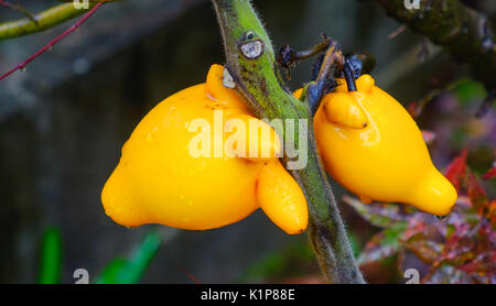 Melanzane fantasia sulla struttura ad albero giardino in autunno. Chiuso. Foto Stock