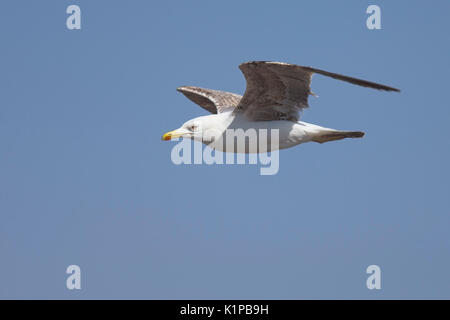 Giallo-zampe (gabbiano larus michahellis), immaturi in volo, Essaouira, Marocco. Foto Stock